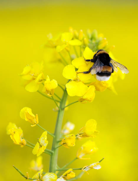 Rapeseed blossom and honeybee