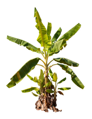A Banana tree, isolated on white with clipping path. Provides a tropical design element in colour or silhouette. 
