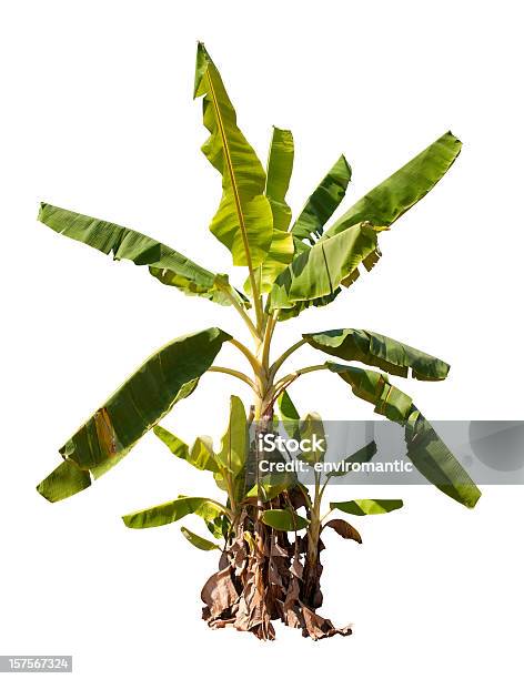 Bananeira Com Traçado De Recorte - Fotografias de stock e mais imagens de Bananeira - Bananeira, Banana - Fruto tropical, Figura para recortar