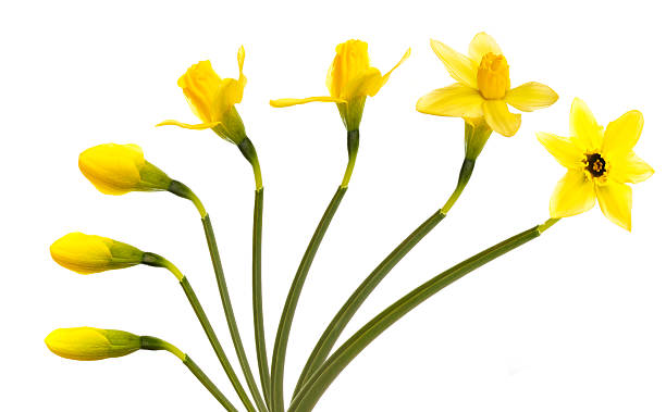 fleur - daffodil flower isolated cut out photos et images de collection