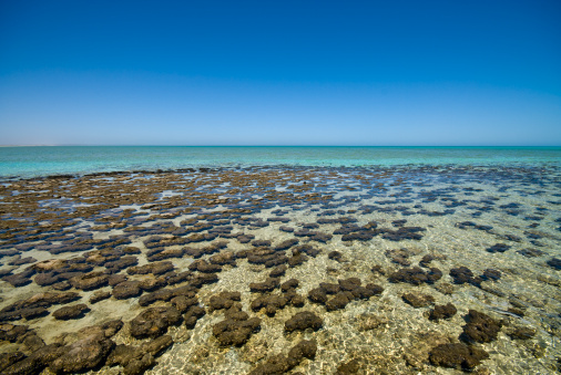 Stromatolites are living rocks - in the shallowwater at the  Ningalo Reef's Shark Bay in Western Australia