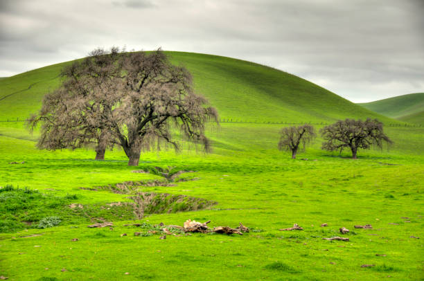 szczelina i dębami (hdr - oak tree tree grass hdr zdjęcia i obrazy z banku zdjęć