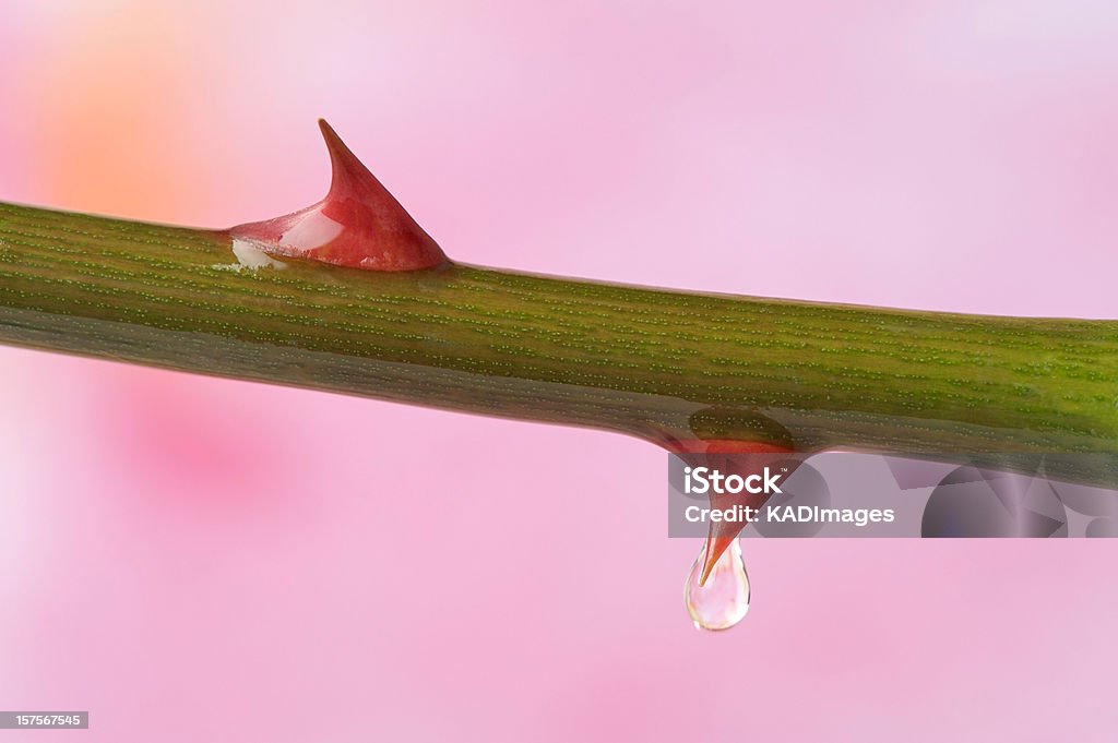 Rose Dornen - Lizenzfrei Dornig Stock-Foto