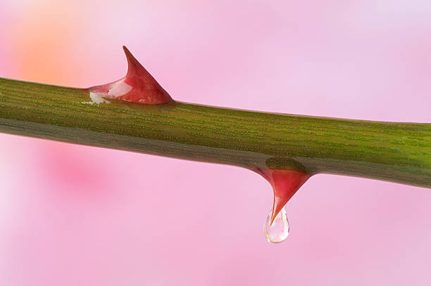 rose spine - sharp foto e immagini stock