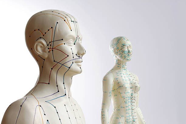 Two acupuncture models - male and female  acupuncture model stock pictures, royalty-free photos & images