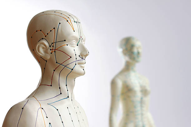 Two acupuncture models - Focus on male  pressure point photos stock pictures, royalty-free photos & images