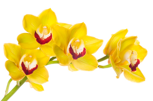 Bunch of luxury yellow orchids isolated on white background. Studio shot.