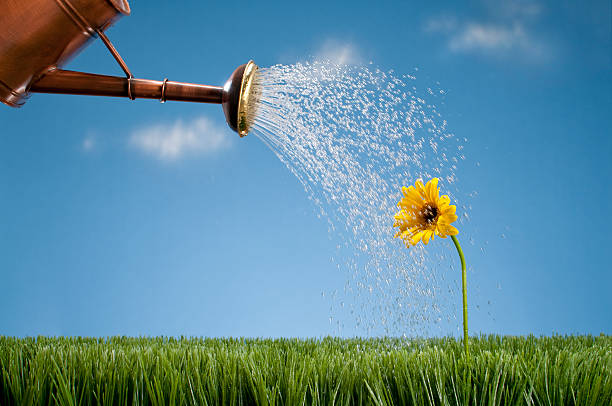 Copper metal watering can showering a single thirsty yellow Gerbera daisy  growing in the grass.  The blue sky has light fluffy clouds.