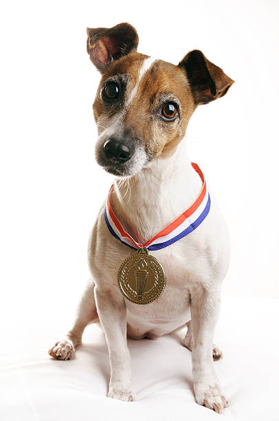 istock Jack Russell Terrier with Gold Medal 157567663