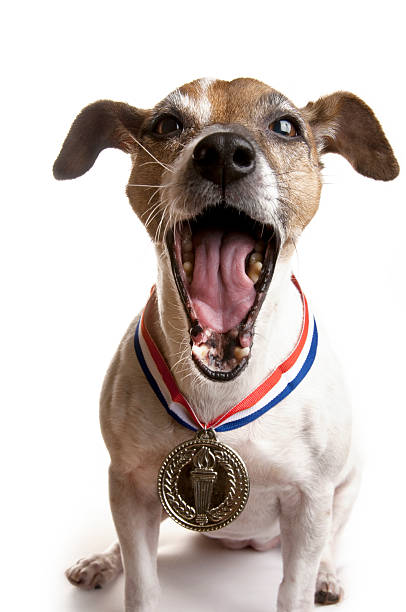istock Laughing Jack Russell Terrier Dog with Gold Medal 157567696