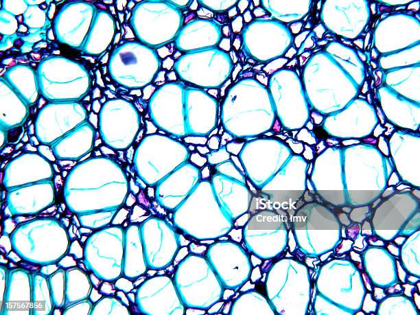 Pflanzliche Gewebe Micrographymais Stängel Stockfoto und mehr Bilder von Vergrößerung - Vergrößerung, Zelle, Bildung