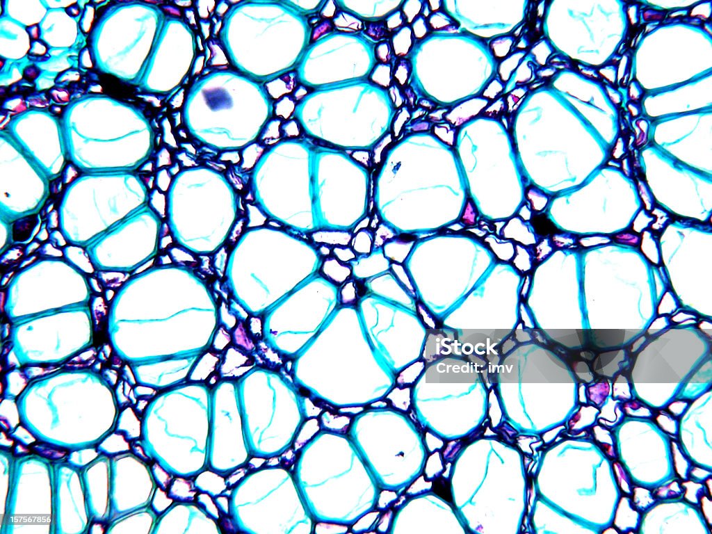 植物性組織 micrography -トウモロコシのステム - 拡大イメージのロイヤリティフリーストックフォト