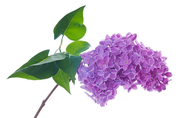 Fresh Violet lilac flower with branch and green leaves isolated on white background. Studio shot.