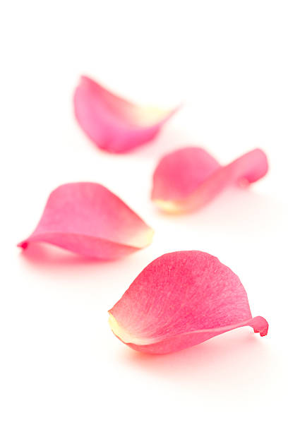 Four rose petals arranged in a zig zag on a white surface stock photo