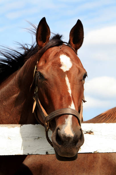 istock Thoroughbred Racehorse Portrait 157568058