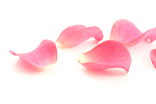 Artificial pink flower pot isolated on white background,Flower texture background