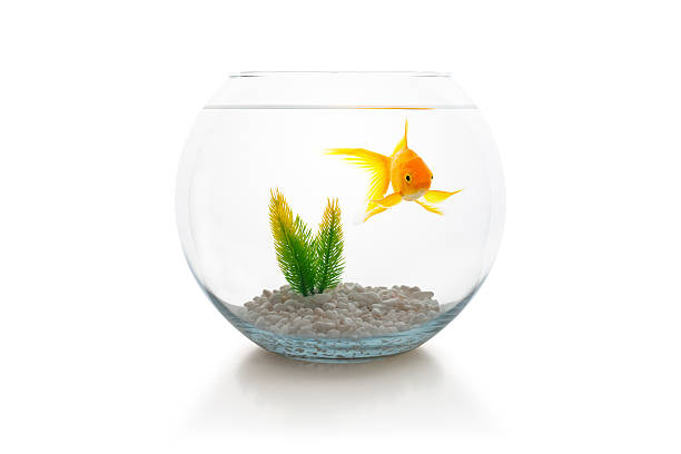 Goldfish In Bowl Stock Photo - Download Image Now - Fishbowl