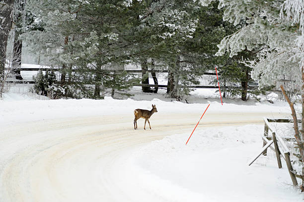 An Ezo deer walks across the road in winter in North Hokkaido.