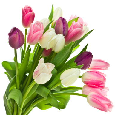 Tulips bunch isolated on transparent background. Fresh pink pink tulips bouquet.