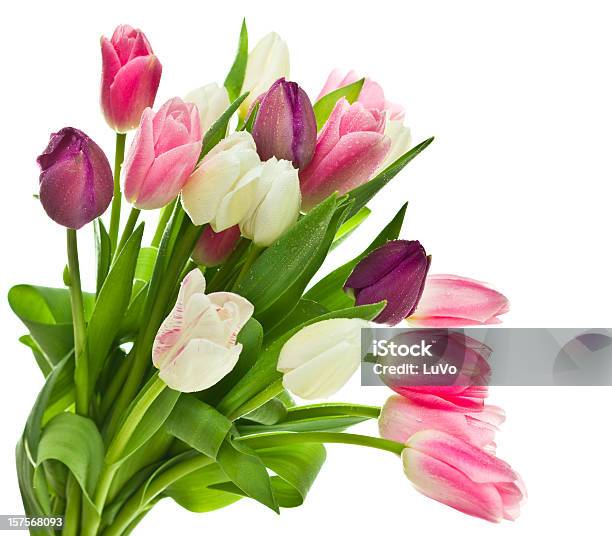 Тюльпаны — стоковые фотографии и другие картинки Тюльпан - Тюльпан, Букет, Белый фон