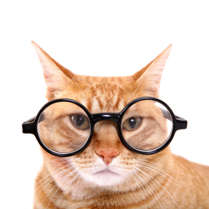 Cat wearing glasses.