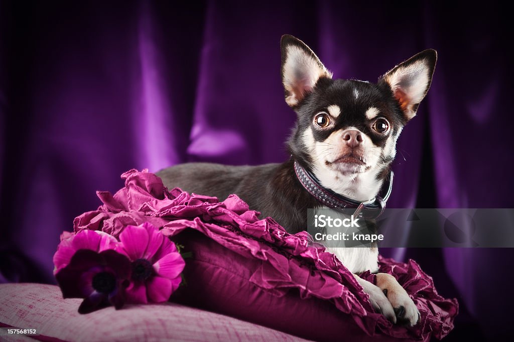 Sara do chihuahua em um arranjo roxo - Foto de stock de Animal de estimação royalty-free