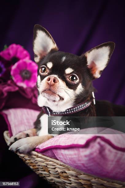 Photo libre de droit de Sara Du Chihuahua Sur Un Arrangement Violet banque d'images et plus d'images libres de droit de Animal choyé - Animal choyé, Animaux de compagnie, Beauté