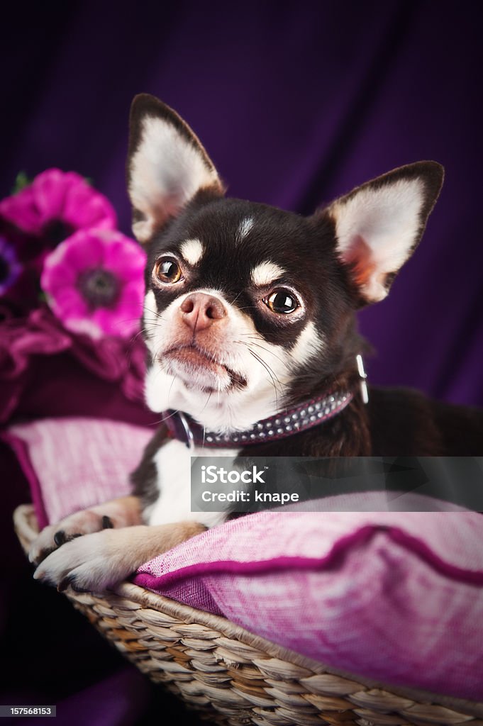 Sara do chihuahua em um arranjo roxo - Foto de stock de Animal de estimação royalty-free