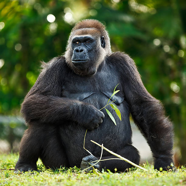 female lowland silver-back gorilla female lowland silver-back gorilla seating in the grass gorilla photos stock pictures, royalty-free photos & images