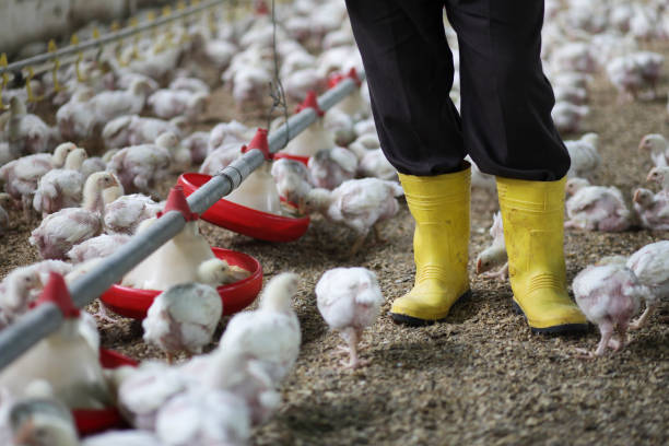 istock Baby Chickens in the Chicken Farm 157568287