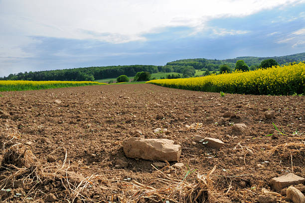 Plowed rocky farmland stony soil between canola fields