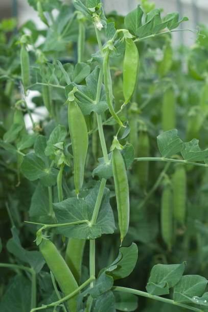 istock Snap Pea Pods on the Vine 157568374