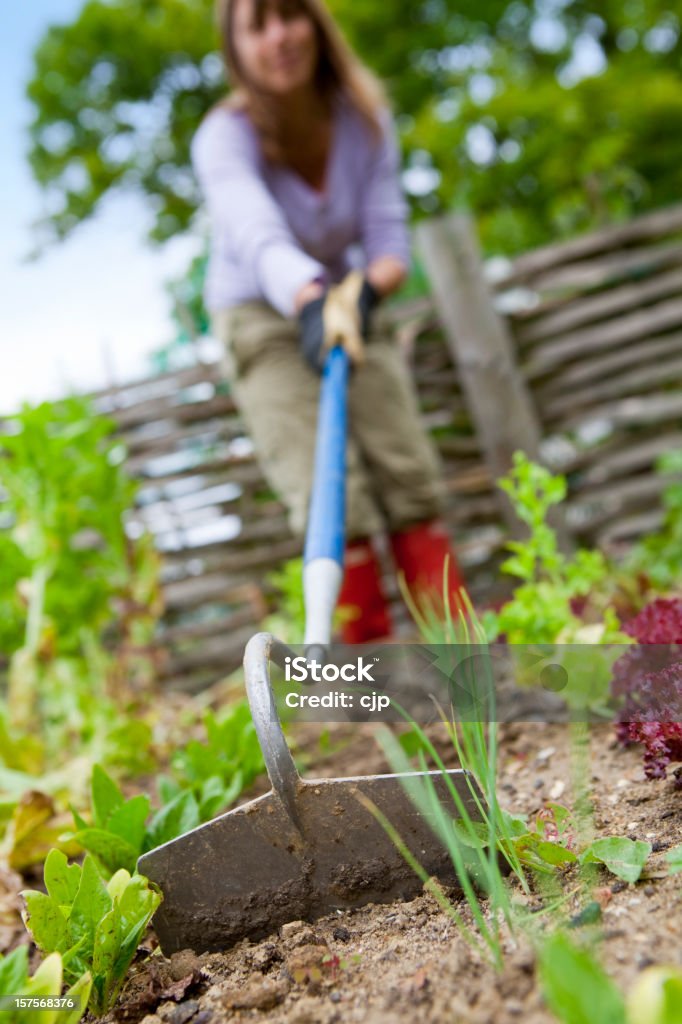 Jäten den Gemüsegarten - Lizenzfrei Jäten Stock-Foto