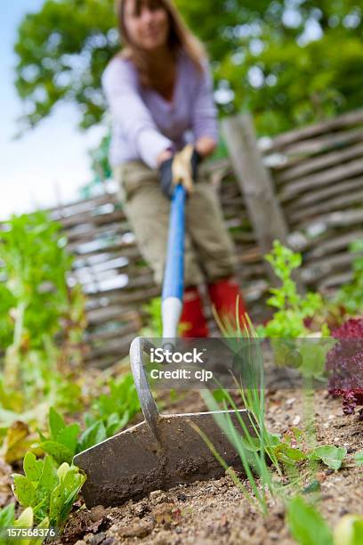 Jäten Den Gemüsegarten Stockfoto und mehr Bilder von Jäten - Jäten, Frauen, Gemüsegarten