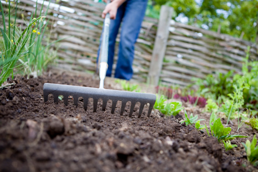 Gardener raking over soil in a raised bed in a vegetable garden, in preparation to start sowing seeds.
