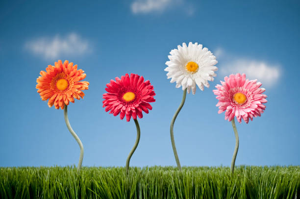 Four Gerbera Daisies Growing In The Grass