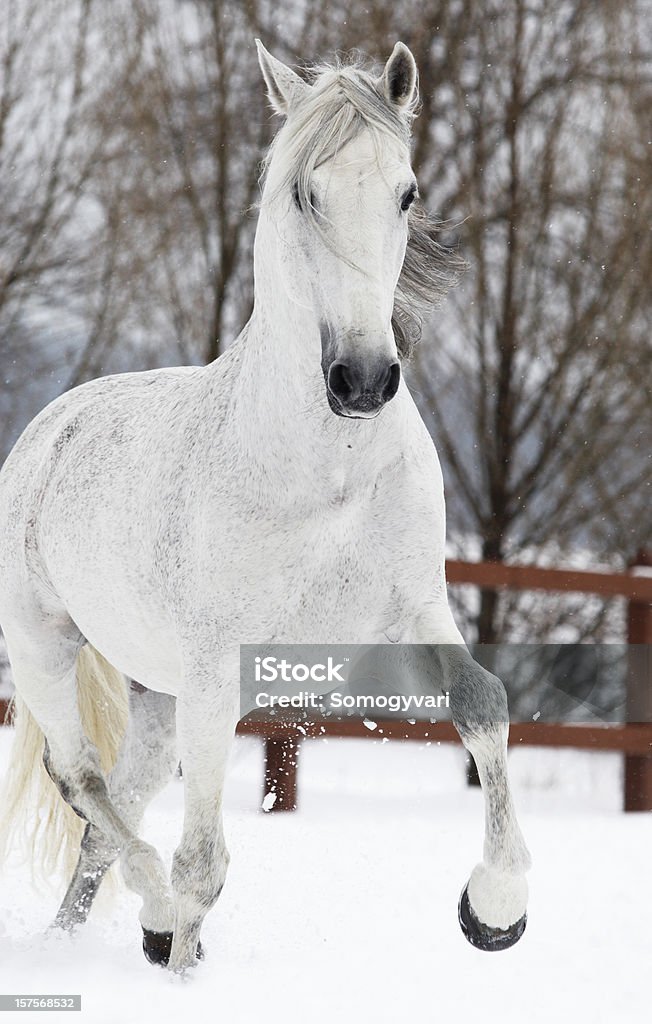 Winter-trot - Lizenzfrei Pferd Stock-Foto