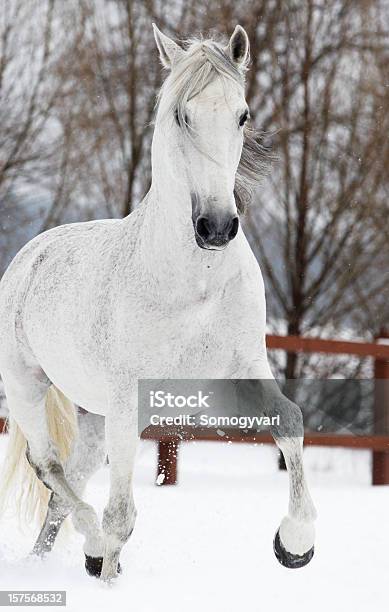 Inverno Trot - Fotografie stock e altre immagini di Cavallo - Equino - Cavallo - Equino, Grigio, Neve