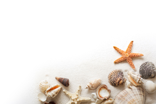 White beach sand, starfish, and a variety of seashells form a corner frame border. Sea life is arranged in a horizontal format, cut out and isolated on a white background with copy space. Cute crustacean animal shells group provides layout element for summer vacation, tropical climate, and fun togetherness concepts.