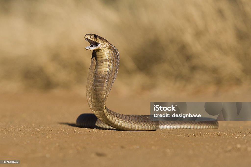 Snouted cobra  Cobra Stock Photo