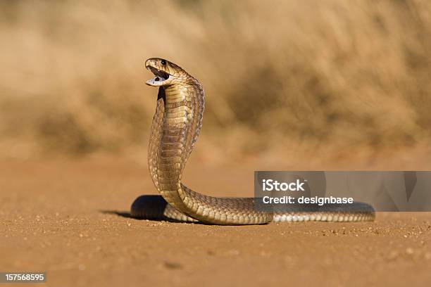 Snouted Cobra Stock Photo - Download Image Now - Cobra, Snake, Poisonous