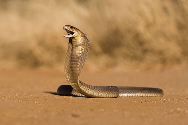 snouted cobra - safari safari animals color image photography - fotografias e filmes do acervo