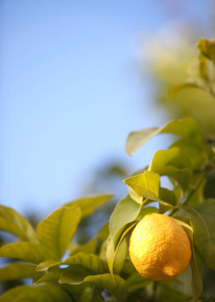 two lemons on orange and yellow bottom