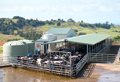 Dairy cows being milked in a modern cowshed building in rural New Zealand.