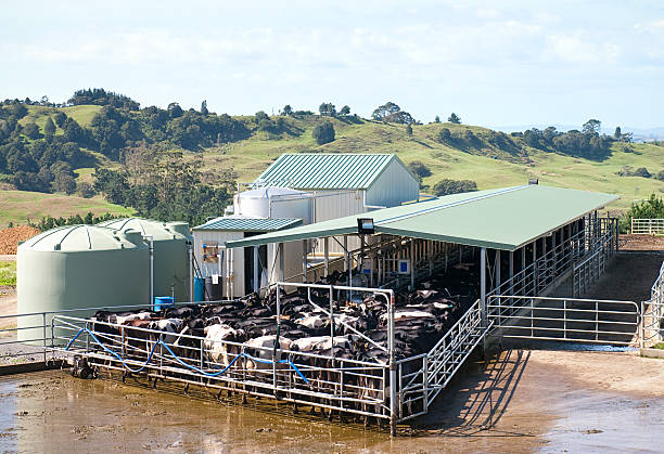 Modern Dairy Milking Dairy cows being milked in a modern cowshed building in rural New Zealand. cowshed stock pictures, royalty-free photos & images