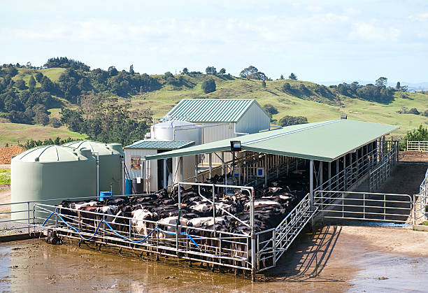 leite moderna de ordenhar - cattle shed cow animal imagens e fotografias de stock