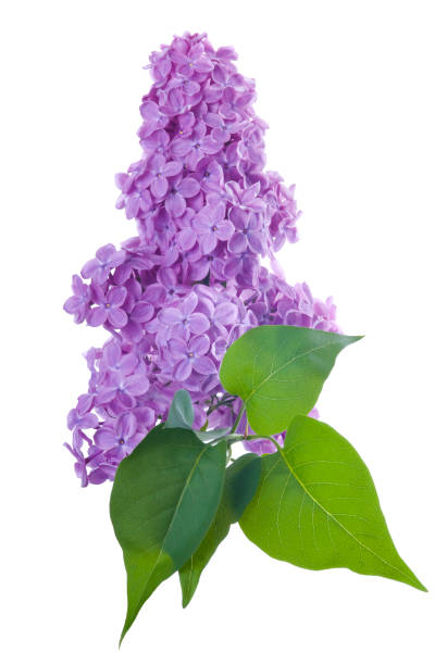 istock Blooming purple lilac flower on white 157568710