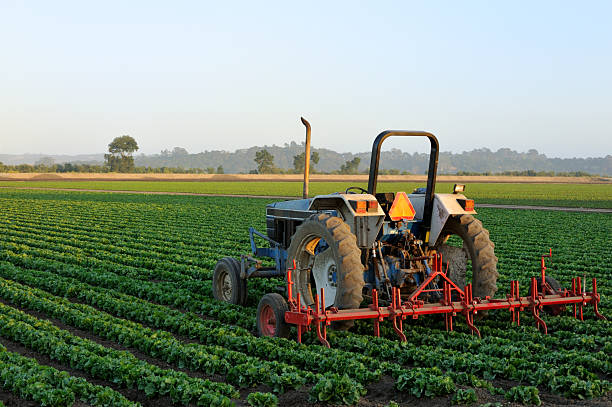 Tractor in a Vegetable Field stock photo