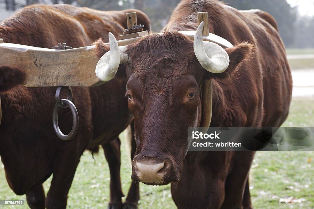 Oxen e sprone - Foto stock royalty-free di Bestiame