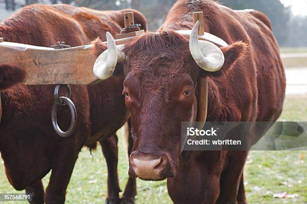 Oxen E Sprone - Fotografie stock e altre immagini di Bestiame - Bestiame, Bovino selvatico, Cittadina americana